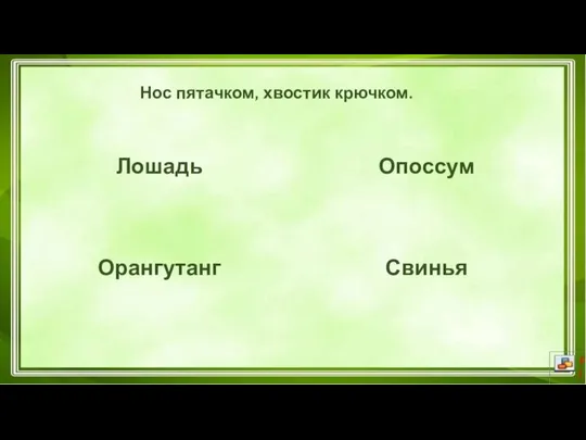 Нос пятачком, хвостик крючком. Лошадь Орангутанг Опоссум Свинья