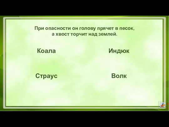 При опасности он голову прячет в песок, а хвост торчит над землей. Коала Страус Индюк Волк