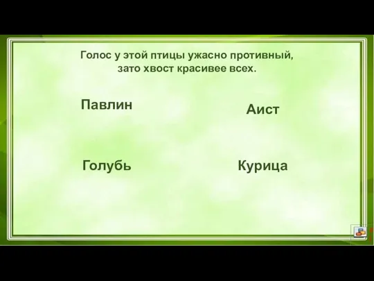 Голос у этой птицы ужасно противный, зато хвост красивее всех. Курица Голубь Аист Павлин