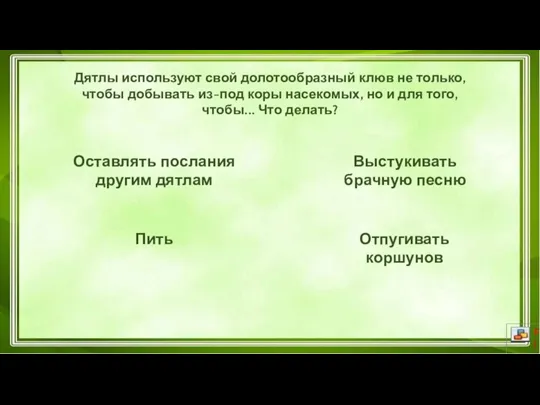 Дятлы используют свой долотообразный клюв не только, чтобы добывать из-под коры насекомых,