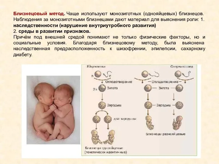 Близнецовый метод. Чаще используют монозиготных (однояйцевых) близнецов. Наблюдения за монозиготными близнецами дают