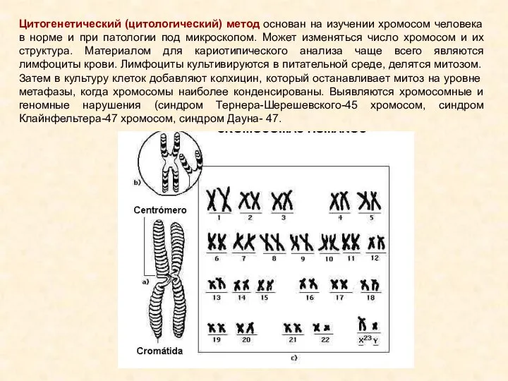 Цитогенетический (цитологический) метод основан на изучении хромосом человека в норме и при