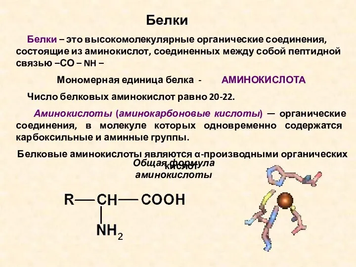 Белки – это высокомолекулярные органические соединения, состоящие из аминокислот, соединенных между собой
