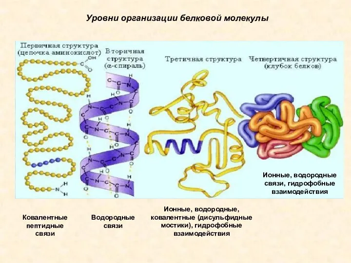 Уровни организации белковой молекулы Ковалентные пептидные связи Водородные связи Ионные, водородные, ковалентные