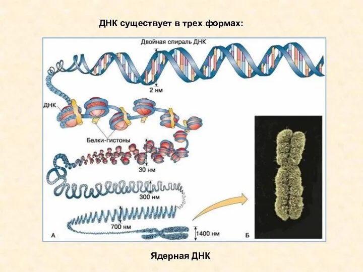 ДНК существует в трех формах: Ядерная ДНК