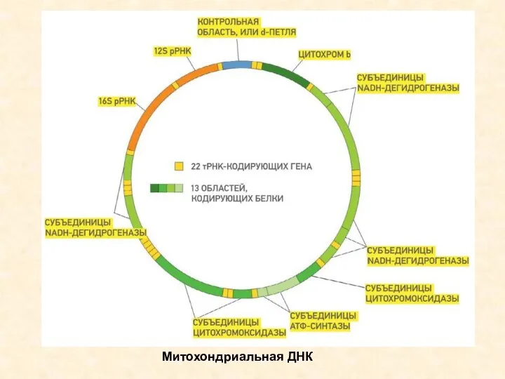 Митохондриальная ДНК