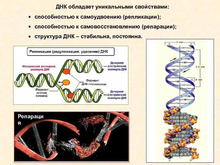 ДНК обладает уникальными свойствами: способностью к самоудвоению (репликации); способностью к самовосстановлению (репарации);