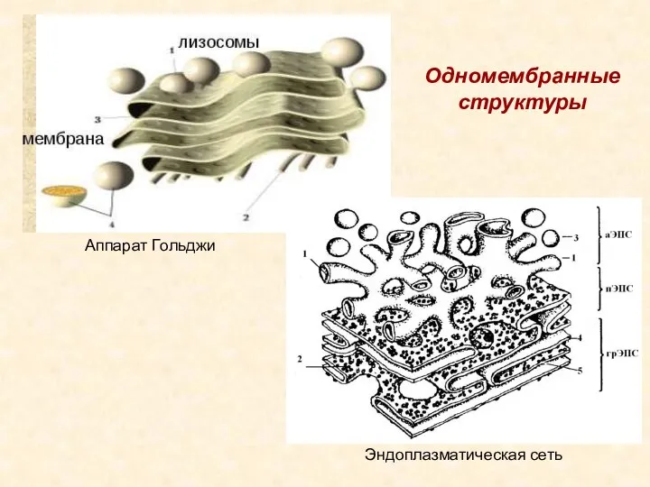 Одномембранные структуры Аппарат Гольджи Эндоплазматическая сеть