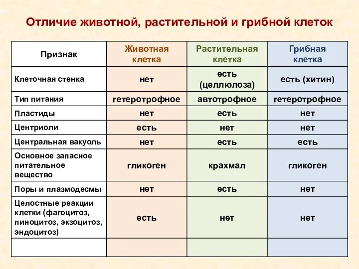 Отличие животной, растительной и грибной клеток