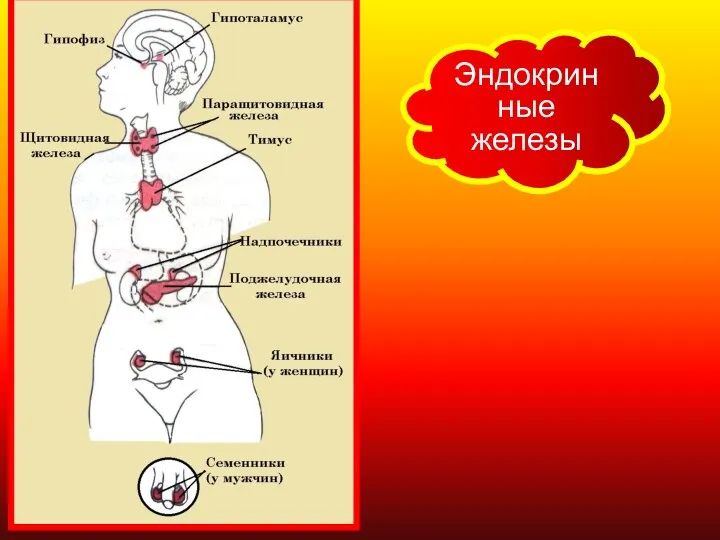 Эндокринные железы