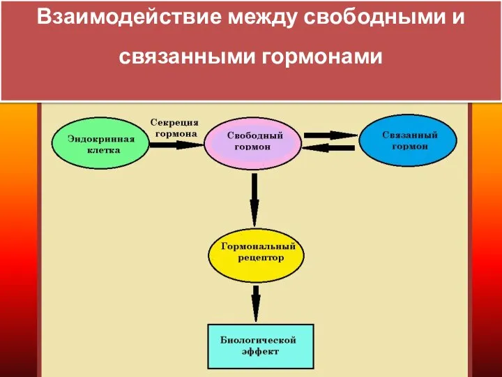 Взаимодействие между свободными и связанными гормонами