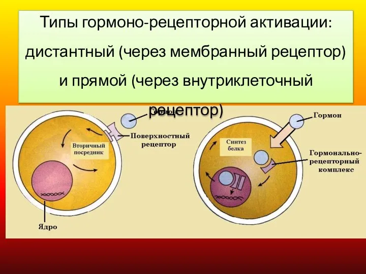Типы гормоно-рецепторной активации: дистантный (через мембранный рецептор) и прямой (через внутриклеточный рецептор)