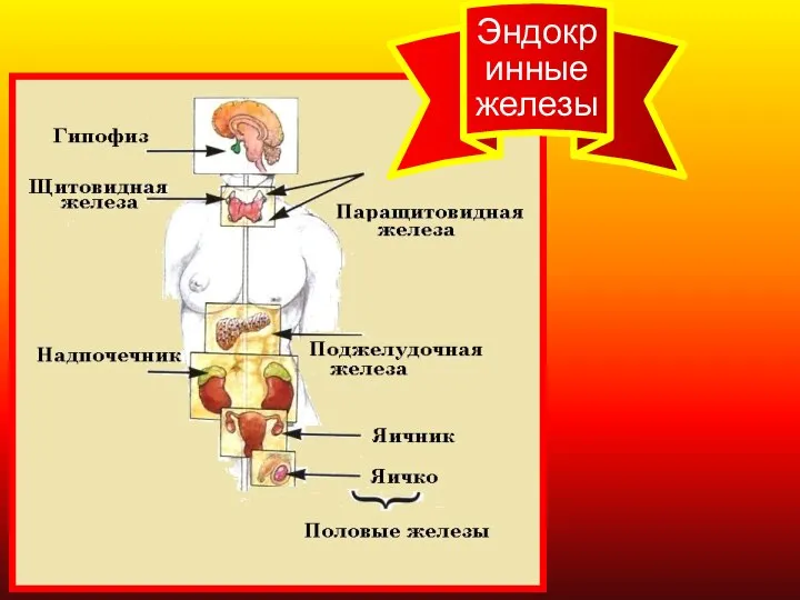 Эндокринные железы