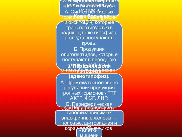 «Гипофиззависимый», тип структуры нейроэндокринной системы 1. Кора больших полушарий 2. Нейросекреторные клетки