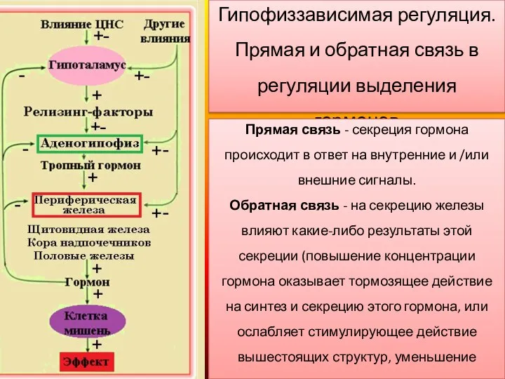 Гипофиззависимая регуляция. Прямая и обратная связь в регуляции выделения гормонов Прямая связь