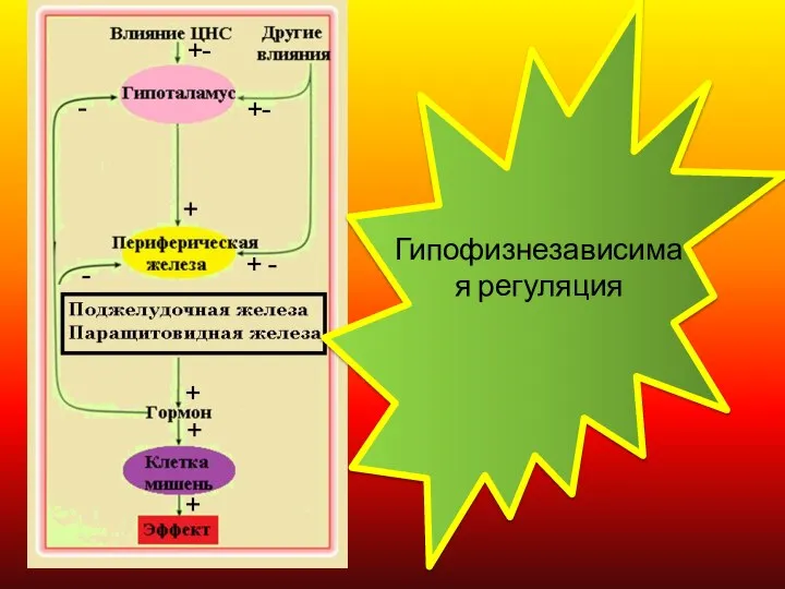 Гипофизнезависимая регуляция