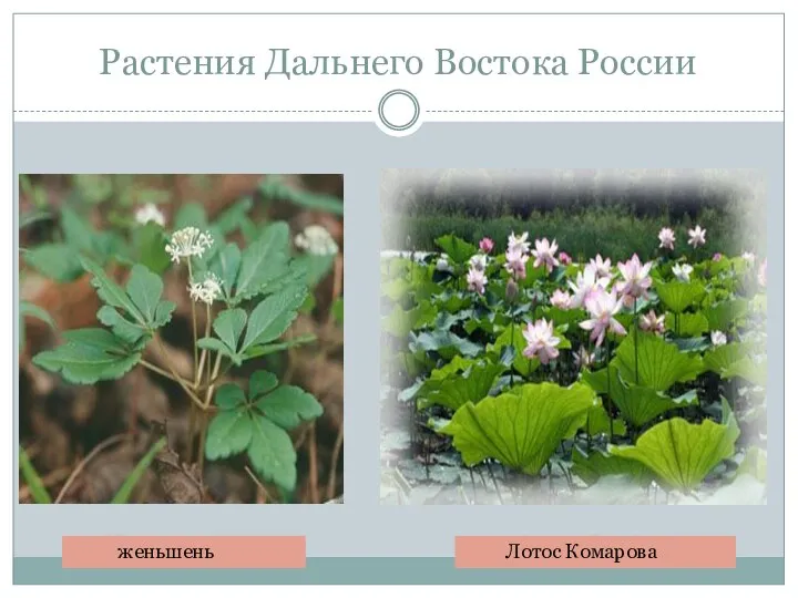 Растения Дальнего Востока России женьшень Лотос Комарова