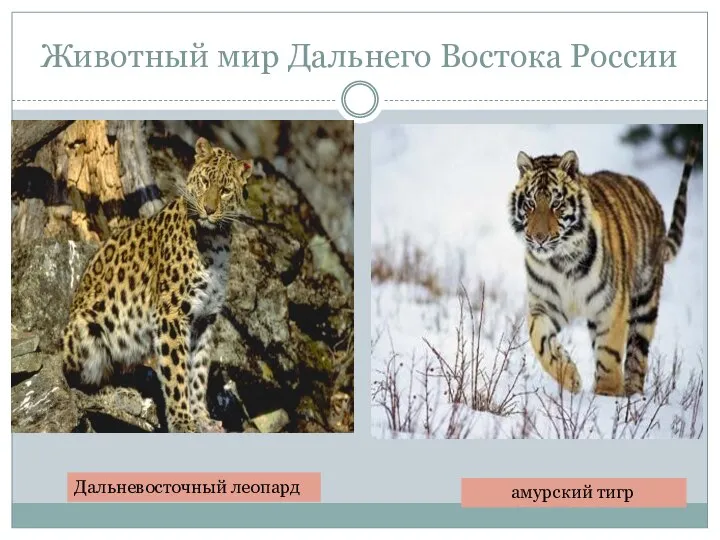 Животный мир Дальнего Востока России Дальневосточный леопард амурский тигр