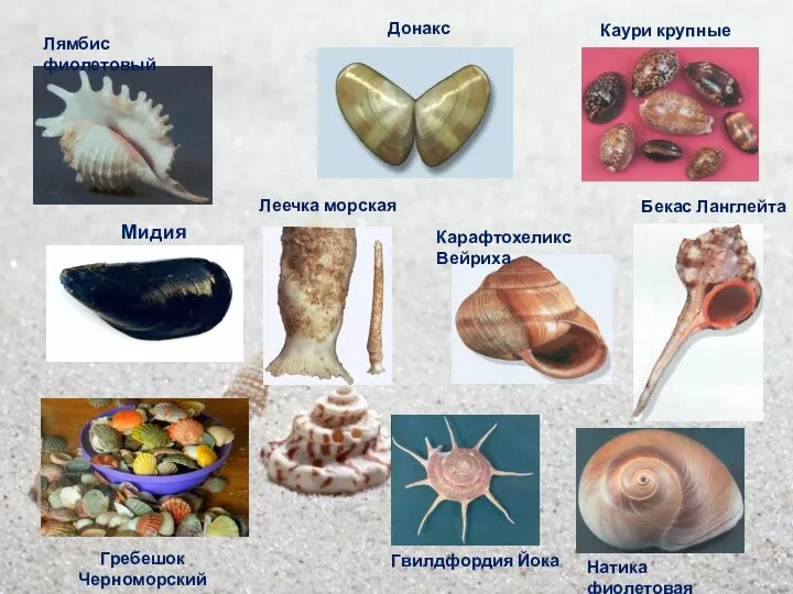 Мидия Бекас Ланглейта Гвилдфордия Йока Карафтохеликс Вейриха Каури крупные Леечка морская Натика