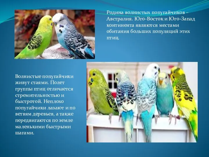 Родина волнистых попугайчиков – Австралия. Юго-Восток и Юго-Запад континента являются местами обитания