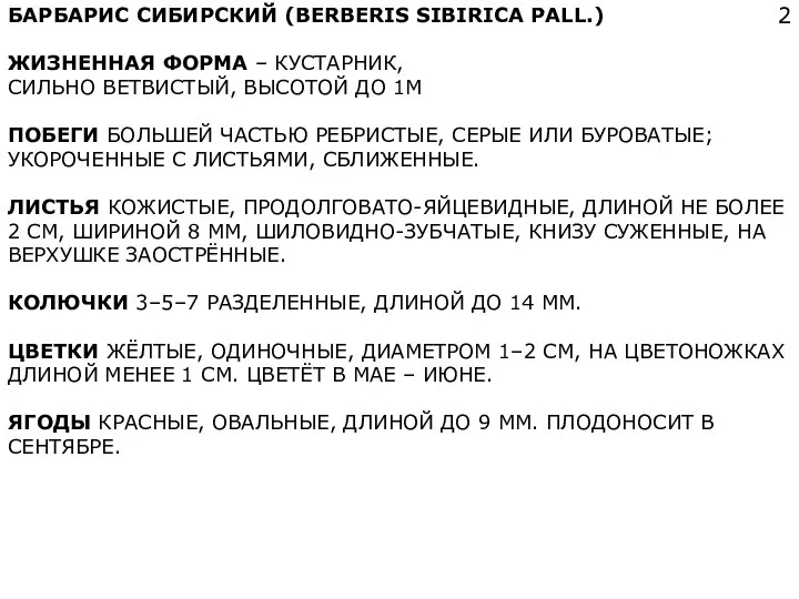 БАРБАРИС СИБИРСКИЙ (BERBERIS SIBIRICA PALL.) ЖИЗНЕННАЯ ФОРМА – КУСТАРНИК, СИЛЬНО ВЕТВИСТЫЙ, ВЫСОТОЙ