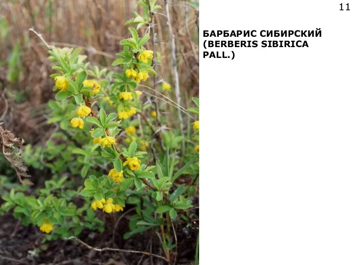 БАРБАРИС СИБИРСКИЙ (BERBERIS SIBIRICA PALL.)