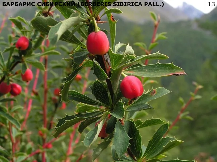 БАРБАРИС СИБИРСКИЙ (BERBERIS SIBIRICA PALL.)