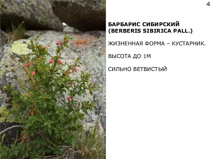 БАРБАРИС СИБИРСКИЙ (BERBERIS SIBIRICA PALL.) ЖИЗНЕННАЯ ФОРМА – КУСТАРНИК. ВЫСОТА ДО 1М СИЛЬНО ВЕТВИСТЫЙ