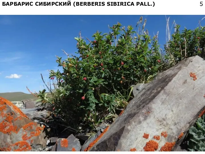 БАРБАРИС СИБИРСКИЙ (BERBERIS SIBIRICA PALL.)