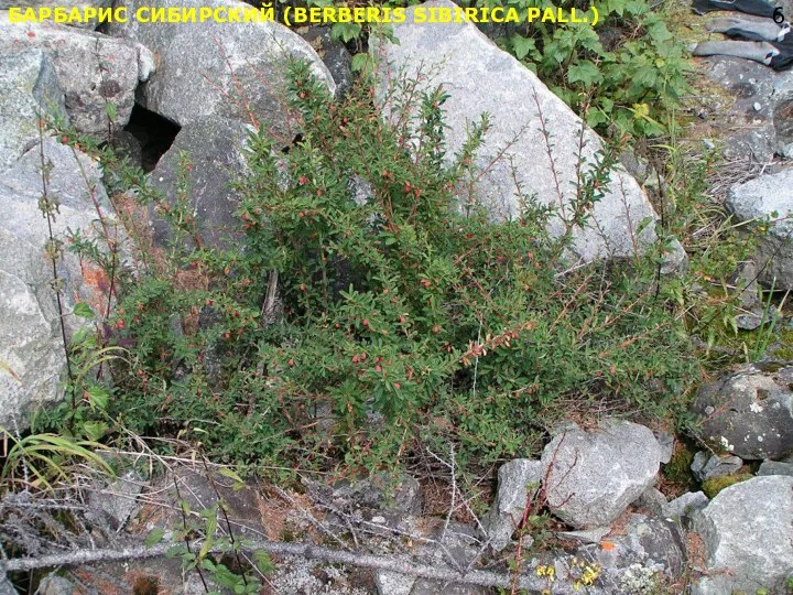 БАРБАРИС СИБИРСКИЙ (BERBERIS SIBIRICA PALL.)