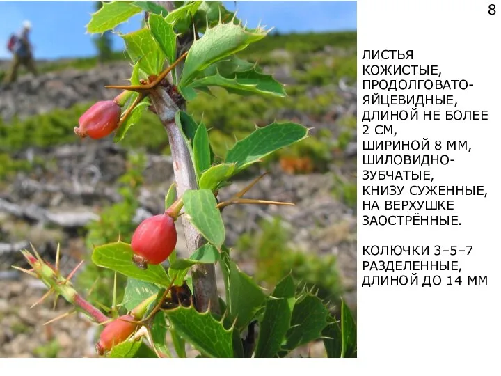 ЛИСТЬЯ КОЖИСТЫЕ, ПРОДОЛГОВАТО-ЯЙЦЕВИДНЫЕ, ДЛИНОЙ НЕ БОЛЕЕ 2 СМ, ШИРИНОЙ 8 ММ, ШИЛОВИДНО-ЗУБЧАТЫЕ,