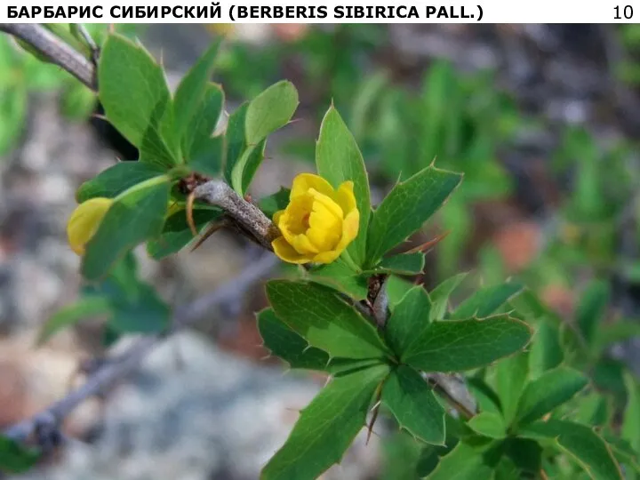 БАРБАРИС СИБИРСКИЙ (BERBERIS SIBIRICA PALL.)