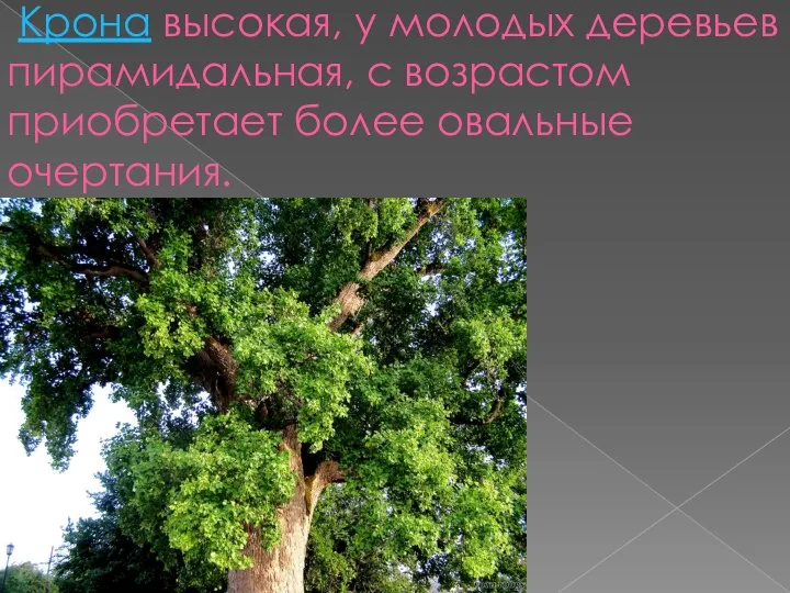 Крона высокая, у молодых деревьев пирамидальная, с возрастом приобретает более овальные очертания.