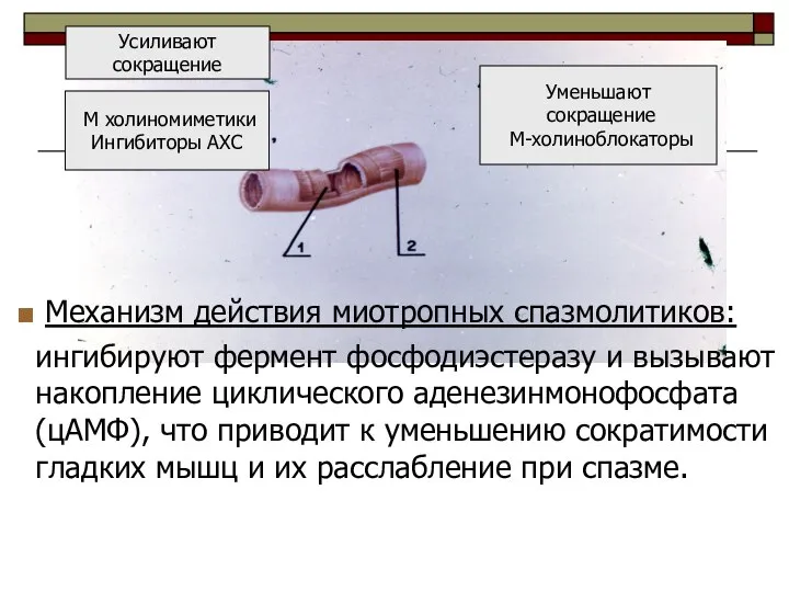 М холиномиметики Ингибиторы АХС Усиливают сокращение Уменьшают сокращение М-холиноблокаторы Механизм действия миотропных