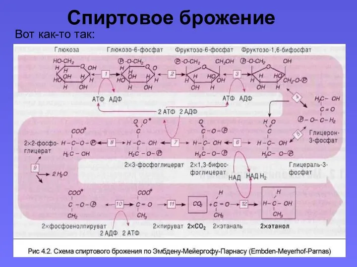 Спиртовое брожение Вот как-то так: