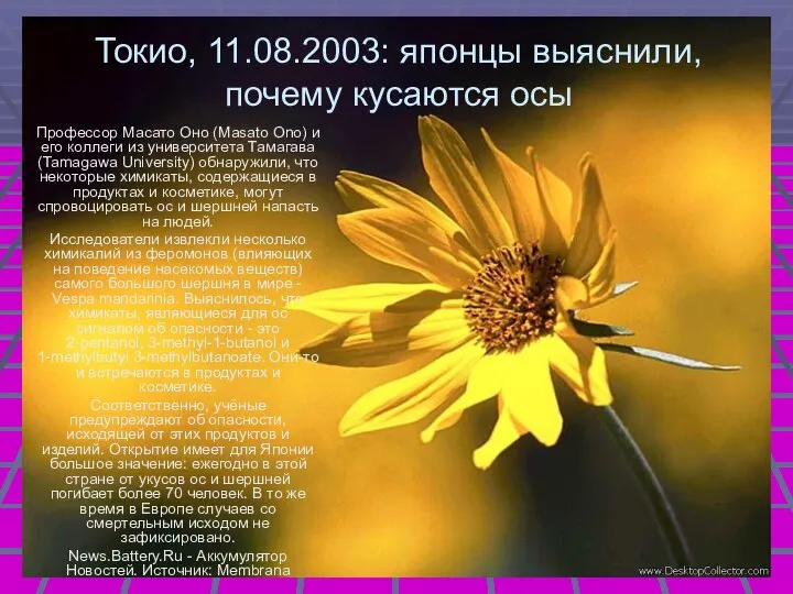 Токио, 11.08.2003: японцы выяснили, почему кусаются осы Профессор Масато Оно (Masato Ono)