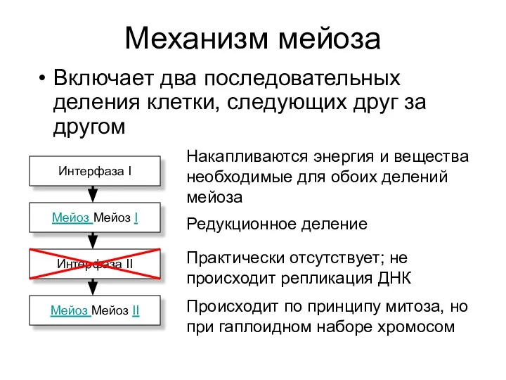 Механизм мейоза Включает два последовательных деления клетки, следующих друг за другом Интерфаза