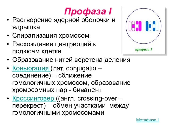 Профаза I Растворение ядерной оболочки и ядрышка Спирализация хромосом Расхождение центриолей к