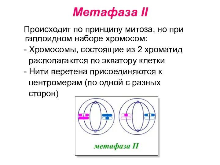 Метафаза II Происходит по принципу митоза, но при гаплоидном наборе хромосом: -