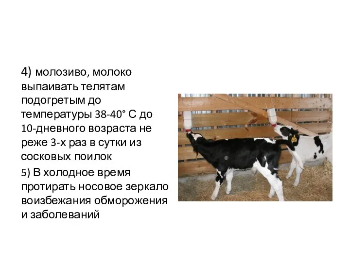 4) молозиво, молоко выпаивать телятам подогретым до температуры 38-40° С до 10-дневного