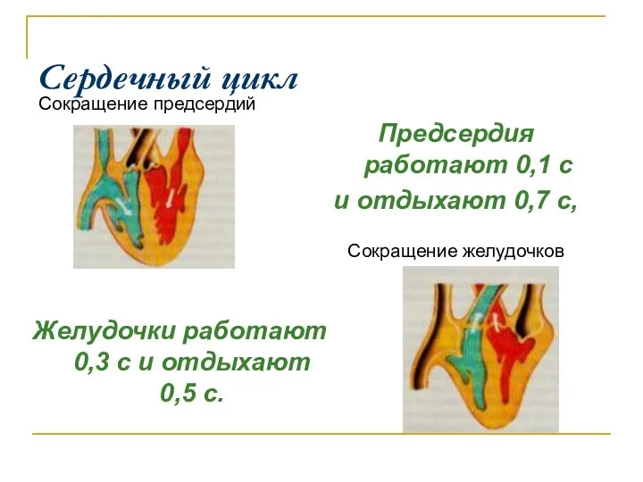 Сердечный цикл Сокращение предсердий Предсердия работают 0,1 с и отдыхают 0,7 с,