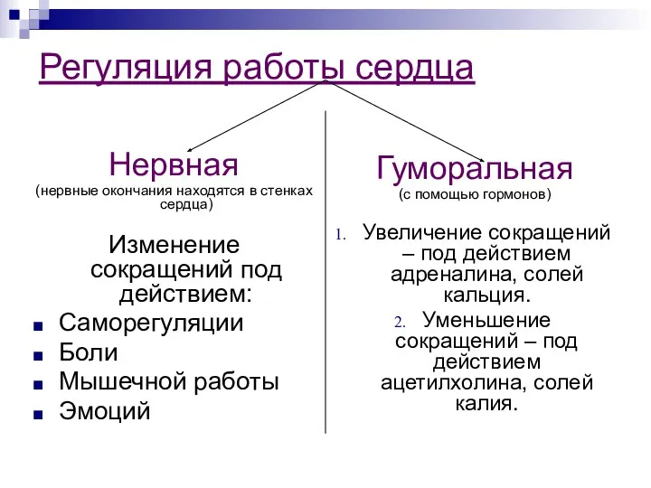 Регуляция работы сердца Нервная (нервные окончания находятся в стенках сердца) Изменение сокращений