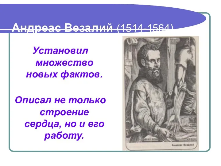 Андреас Везалий (1514-1564) Установил множество новых фактов. Описал не только строение сердца, но и его работу.