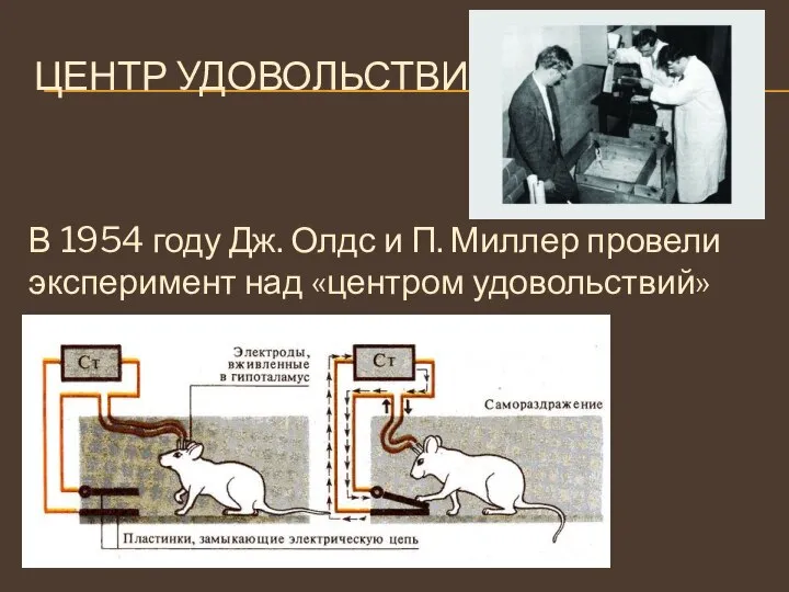 ЦЕНТР УДОВОЛЬСТВИЯ В 1954 году Дж. Олдс и П. Миллер провели эксперимент над «центром удовольствий» крыс.