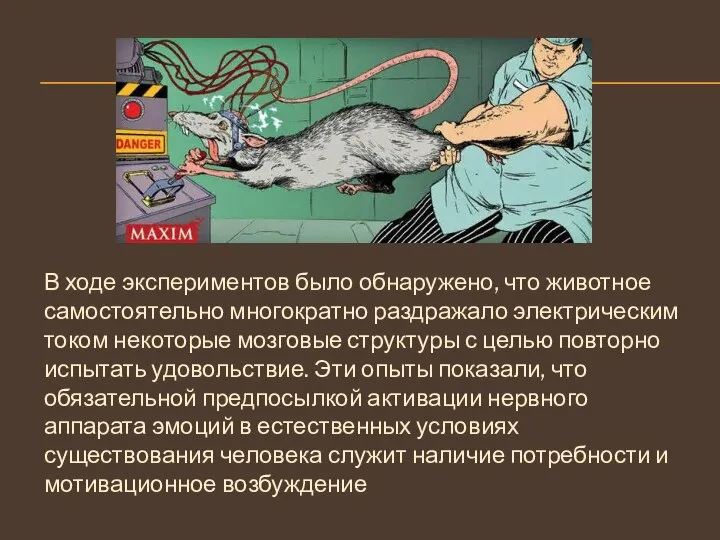 В ходе экспериментов было обнаружено, что животное самостоятельно многократно раздражало электрическим током