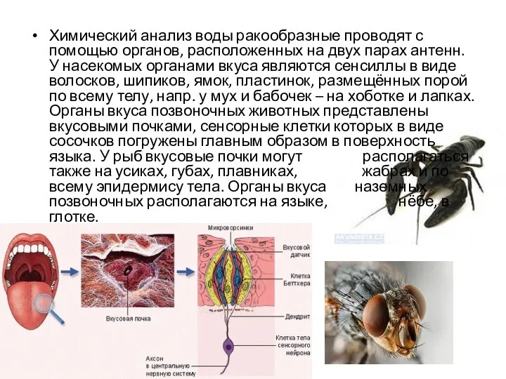 Химический анализ воды ракообразные проводят с помощью органов, расположенных на двух парах