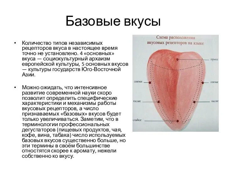 Базовые вкусы Количество типов независимых рецепторов вкуса в настоящее время точно не