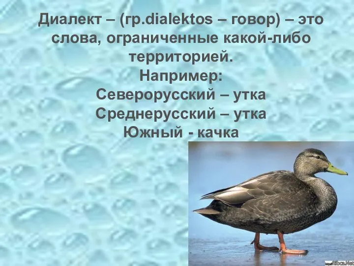 Диалект – (гр.dialektos – говор) – это слова, ограниченные какой-либо территорией. Например: