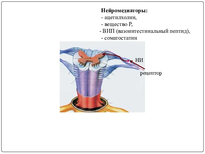 рецептор НИ Нейромедиаторы: - ацетилхолин, - вещество Р, ВИП (вазоинтестинальный пептид), - соматостатин