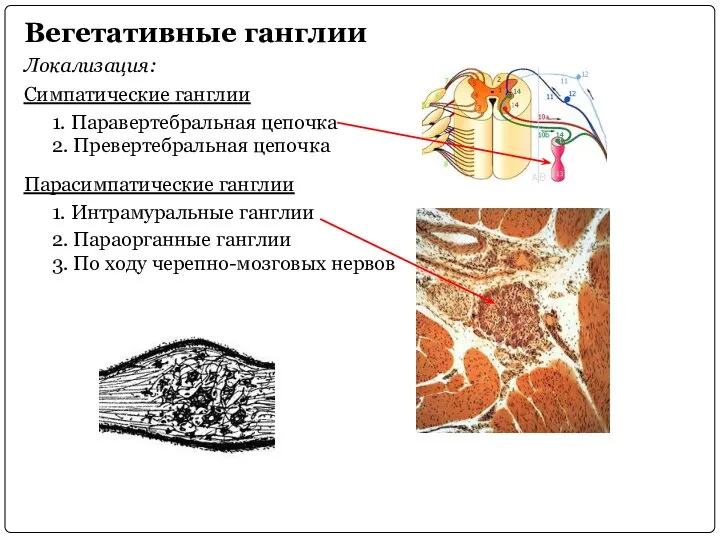 Вегетативные ганглии Локализация: Симпатические ганглии 1. Паравертебральная цепочка 2. Превертебральная цепочка Парасимпатические